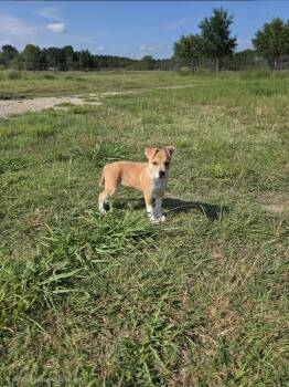 Jack Russell Terrier Dogs Available for Adoption in Plano, Texas - Keely | PetCurious