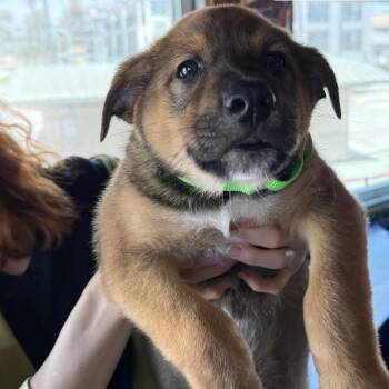 Cody Lambert (90s sitcom litter) -  Shepherd Dog for Adoption in San Diego, California - Cody Lambert (90s Sitcom Litter) | PetCurious
