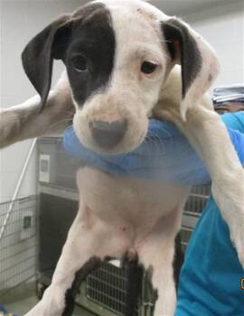 Pit Bull Terrier Dogs Available for Adoption in Oklahoma City, Oklahoma - A472727 | PetCurious