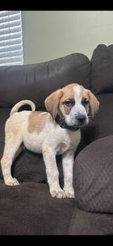 Rescue English Coonhound Dogs for Adoption in Tunica, Mississippi - Jingle | PetCurious