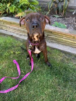 Milton -  Shepherd Dog for Adoption in Santa Monica, California - Milton | PetCurious