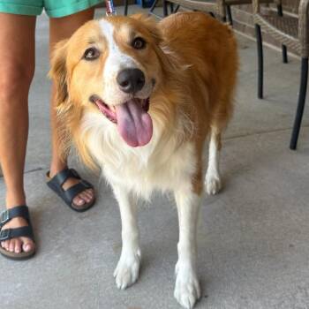 Rocky -  Golden Retriever and Mixed Breed Dog for Adoption in Overland Park, Kansas - Rocky | PetCurious