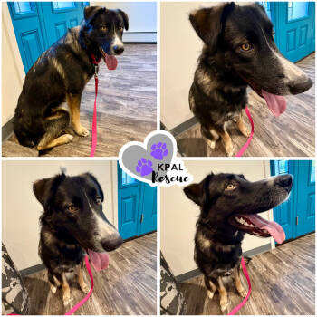 Rescue German Shepherd Dog and Husky Dogs for Adoption in Kenai, Alaska - Casey | PetCurious
