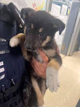 Zane -  Shepherd and Mixed Breed Dog for Adoption in Calgary, Alberta - Zane | PetCurious