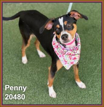 PENNY -  Terrier and Chihuahua Dog for Adoption in Marietta, Georgia - PENNY | PetCurious