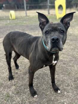 Lemon Drop -  American Staffordshire Terrier and Mixed Breed Dog for Adoption in San Antonio, Texas - Lemon Drop | PetCurious