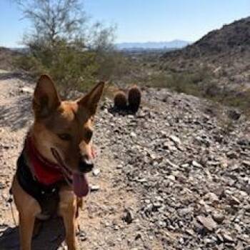 Lillith -  German Shepherd Dog Dog for Adoption in Phoenix, Arizona - Lillith | PetCurious