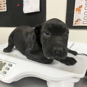 Baked Potato -  Black Labrador Retriever Dog for Adoption in Parrish, Alabama - Baked Potato | PetCurious