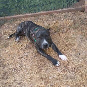 Rex -  Mixed Breed Dog for Adoption in Duncan, Oklahoma - Rex | PetCurious