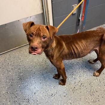 TUSC-Stray-85811 -  Pit Bull Terrier and Mixed Breed Dog for Adoption in Tuscaloosa, Alabama - TUSC-Stray-85811 | PetCurious
