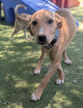 Copper -  Labrador Retriever Dog for Adoption in Ramona, California - Copper | PetCurious