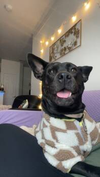 Rescue Mixed Breed Dogs for Adoption in Maumee, Ohio - Olive | PetCurious