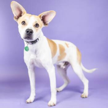 Miles -  Mixed Breed and None Dog for Adoption in Portland, Oregon - Miles | PetCurious