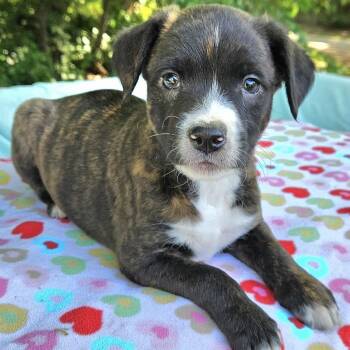Mixed Breed Dogs Available for Adoption in Pelham, New Hampshire - Lexus  | PetCurious