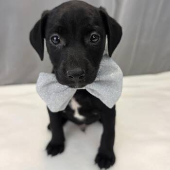 Dakota -  Labrador Retriever and Chihuahua Dog for Adoption in Foley, Alabama - Dakota | PetCurious