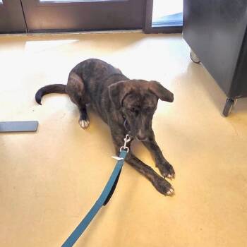 Millipede -  Hound and Mixed Breed Dog for Adoption in Jersey City, New Jersey - Millipede | PetCurious