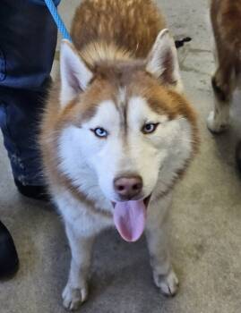 Rescue Husky Dogs for Adoption in Fort Madison, Iowa - Elton | PetCurious