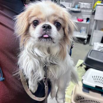 Rescue Pekingese and Mixed Breed Dogs for Adoption in Bismarck, North Dakota - Toffee | PetCurious