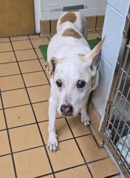 Kahlua -  Hound and Mixed Breed Dog for Adoption in Gainesville, Florida - Kahlua | PetCurious