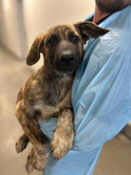 Lava Lord -  German Shepherd Dog and Mixed Breed Dog for Adoption in Fresno, California - Lava Lord | PetCurious