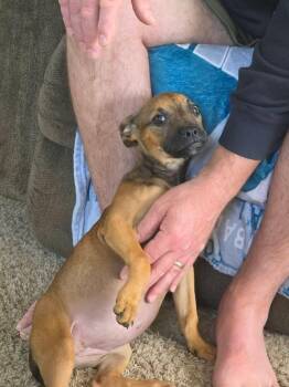 Sienna -  Black Mouth Cur Dog for Adoption in Berlin, New Jersey - Sienna | PetCurious