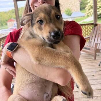 Charlie -  Norwegian Elkhound and Husky Dog for Adoption in Phoenixville, Pennsylvania - Charlie | PetCurious