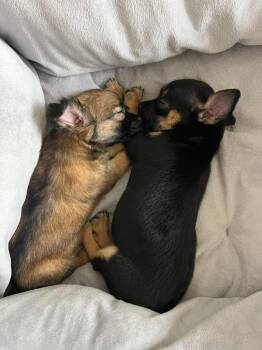 Chihuahua Dogs Available for Adoption in Waxhaw, North Carolina - Maple | PetCurious