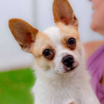 HADES -  Chihuahua Dog for Adoption in Cranston, Rhode Island - HADES | PetCurious