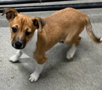 Rescue Dachshund Dogs for Adoption in Sterling, Massachusetts - Sneezy 10 Weeks (Avail 11/26) | PetCurious