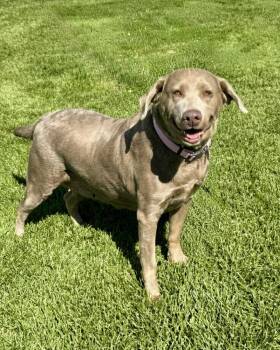 Anna -  Labrador Retriever Dog for Adoption in Littleton, Colorado - Anna | PetCurious