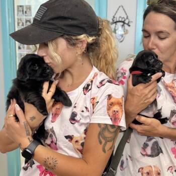 Cooper -  Dachshund and Golden Retriever Dog Available for Adoption in Fort Lauderdale, Florida - Cooper | PetCurious