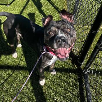 Mixed Breed Dogs Available for Adoption in Winston-salem, North Carolina - Aladdin | PetCurious