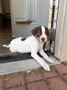 HEATH -  Australian Kelpie Dog for Adoption in Broomfield, Colorado - HEATH | PetCurious