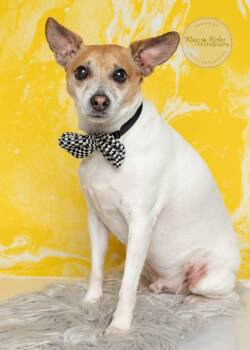 Rescue Rat Terrier and Terrier Dogs for Adoption in Tuscaloosa, Alabama - Pablo | PetCurious