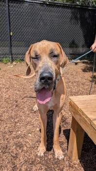 Mini Pony -  Mixed Breed Dog for Adoption in Cincinnati, Ohio - Mini Pony | PetCurious