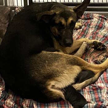 Rescue German Shepherd Dog Dogs for Adoption in Modesto, California - A603141 | PetCurious