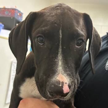 Soxx -  Hound Dog for Adoption in Bronson, Florida - Soxx | PetCurious