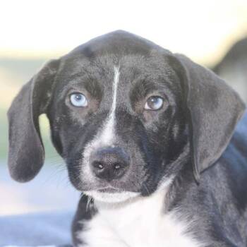 Rescue Mixed Breed Dogs for Adoption in Groveland, Massachusetts - Will | PetCurious