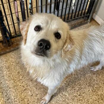 Stars -  Great Pyrenees and Golden Retriever Dog for Adoption in Brownsboro, Alabama - Stars | PetCurious
