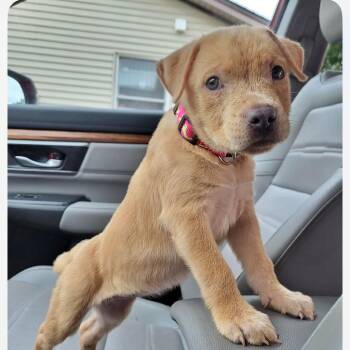Alexi -  Hound and Mixed Breed Dog for Adoption in Shorewood, Illinois - Alexi | PetCurious