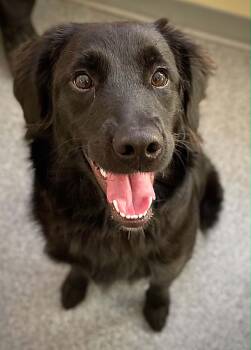 Labrador Retriever Dogs Available for Adoption in Covington, Virginia - Ember | PetCurious