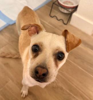 Mac -  Chihuahua Dog for Adoption in Boston, Massachusetts - Mac | PetCurious