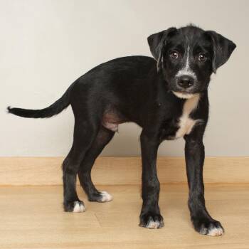 Bubba D69992 -  Collie and Wirehaired Terrier Dog for Adoption in Minnetonka, Minnesota - Bubba D69992 | PetCurious