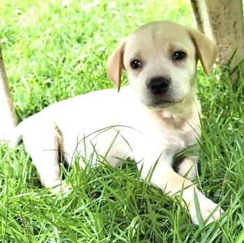 Birch Evergreen - Local Boy -  Labrador Retriever Dog for Adoption in Andover, Massachusetts - Birch Evergreen - Local Boy | PetCurious