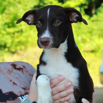 CT Scout -  Border Collie and Mixed Breed Dog for Adoption in Stormville, New York - CT Scout | PetCurious