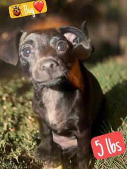 Bug -  Chihuahua Dog for Adoption in Colorado Springs, Colorado - Bug | PetCurious