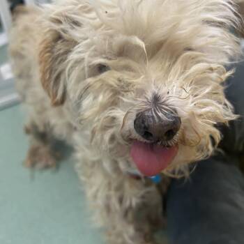 Lifeguard 14332 -  Maltese Dog for Adoption in San Francisco, California - Lifeguard 14332 | PetCurious