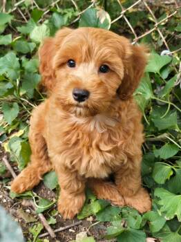 Duke -  Golden Retriever and Poodle Dog for Adoption in Overland Park, Kansas - Duke | PetCurious
