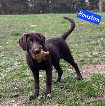Rescue Chocolate Labrador Retriever Dogs for Adoption in Wheelersburg, Ohio - Houston | PetCurious