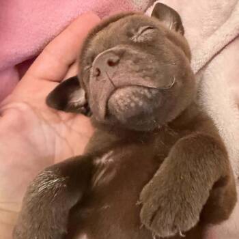 Lipton -  Mixed Breed Dog for Adoption in Buffalo, Minnesota - Lipton | PetCurious